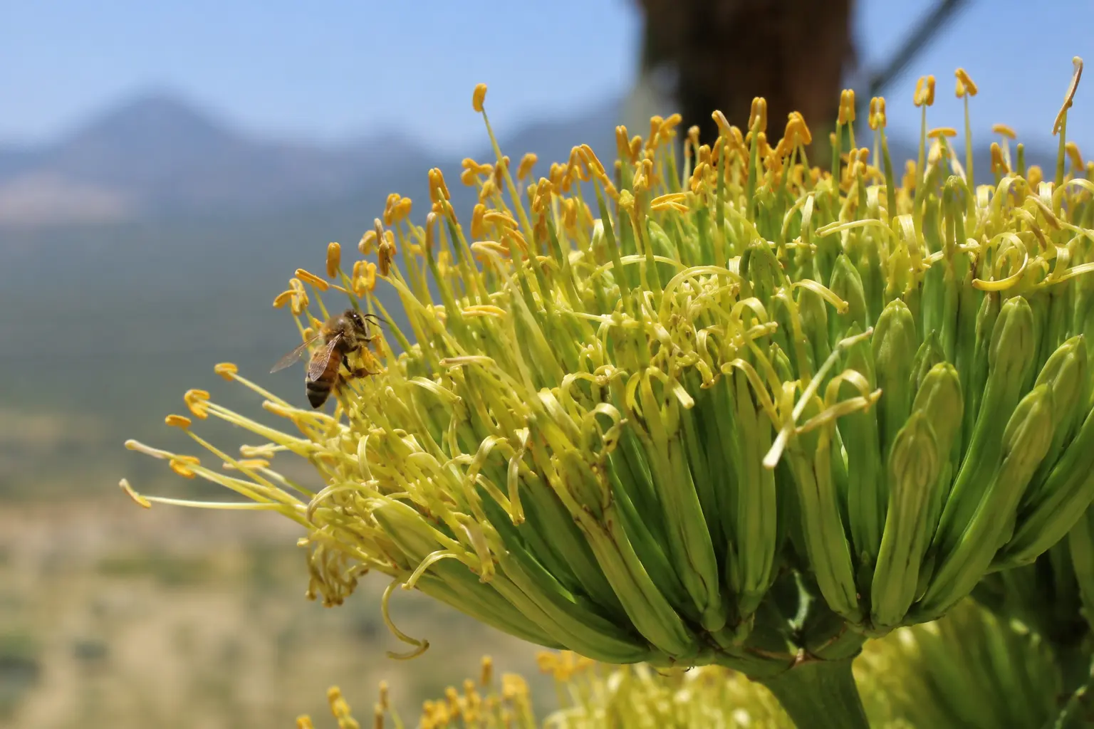 Agave Honey