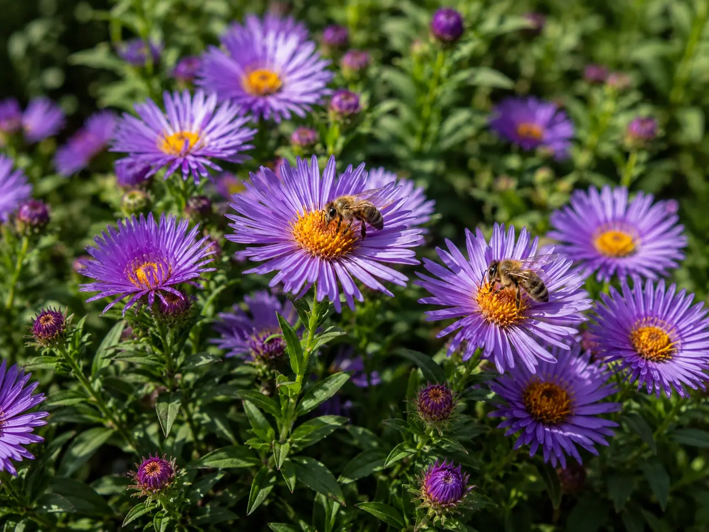 Aster