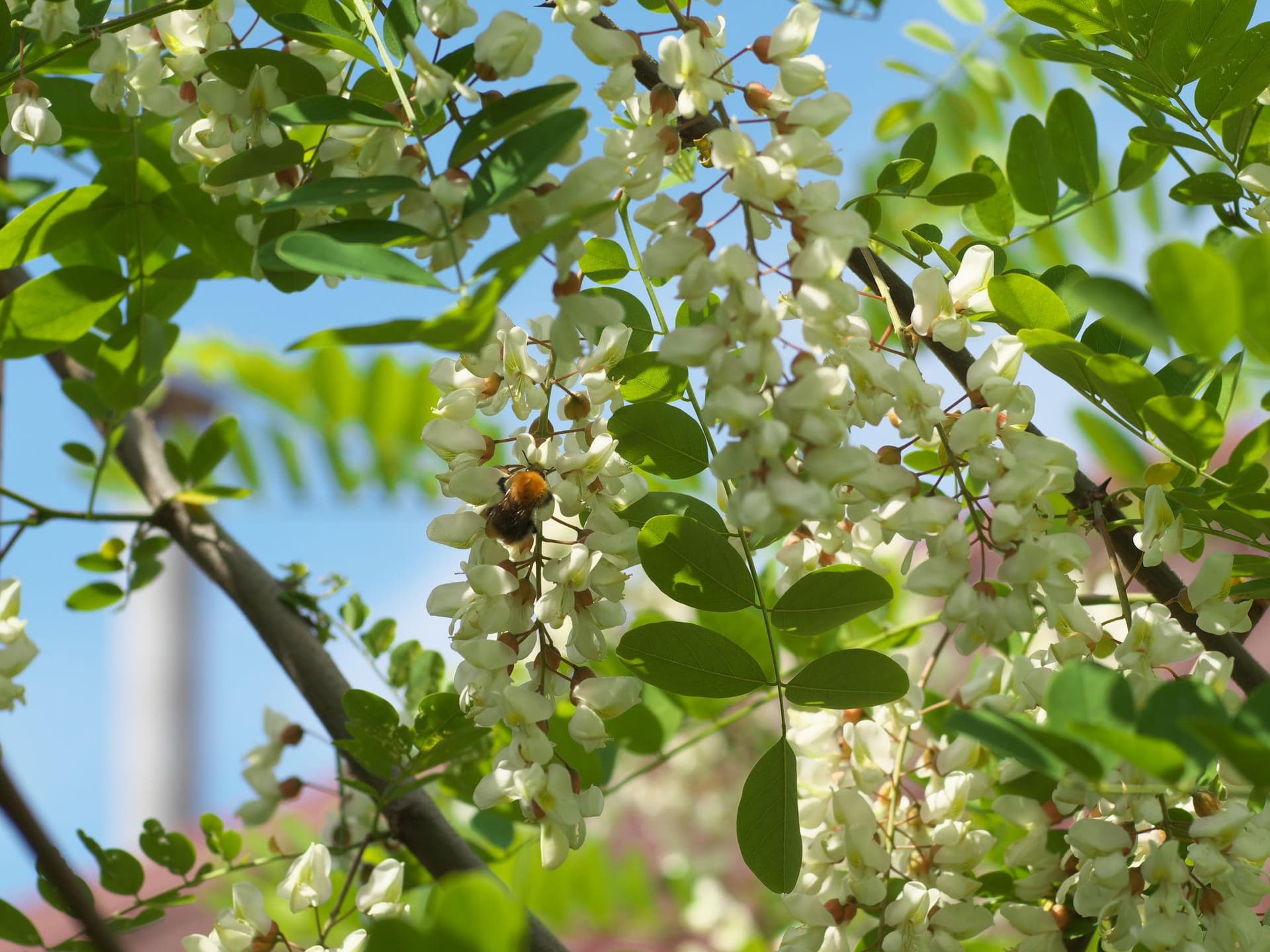 Acacia (European Black Locust) Honey