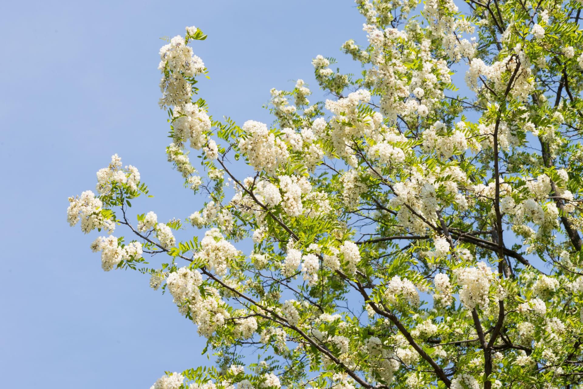 Black Locust (American Acacia) Honey