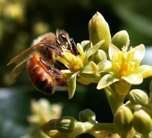 Avocado Blossom Honey