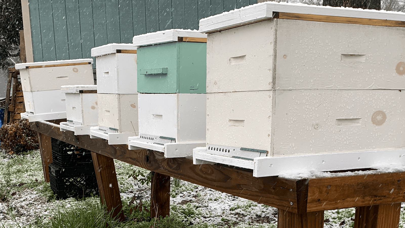 Abby's Apiary - Image 1