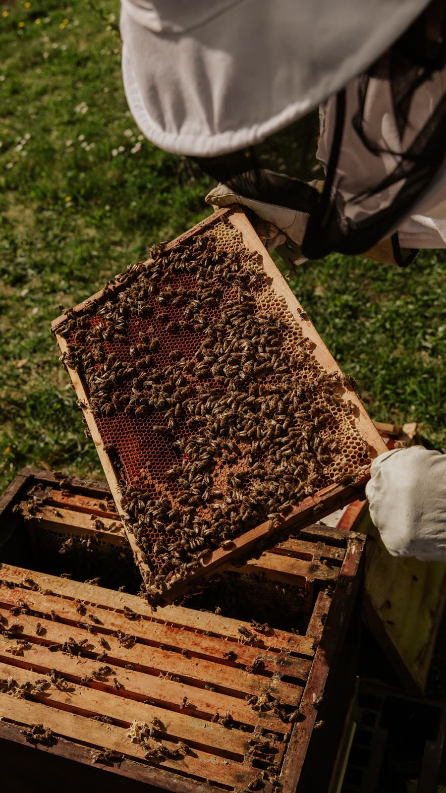 Bee Removal Crew - Image 1
