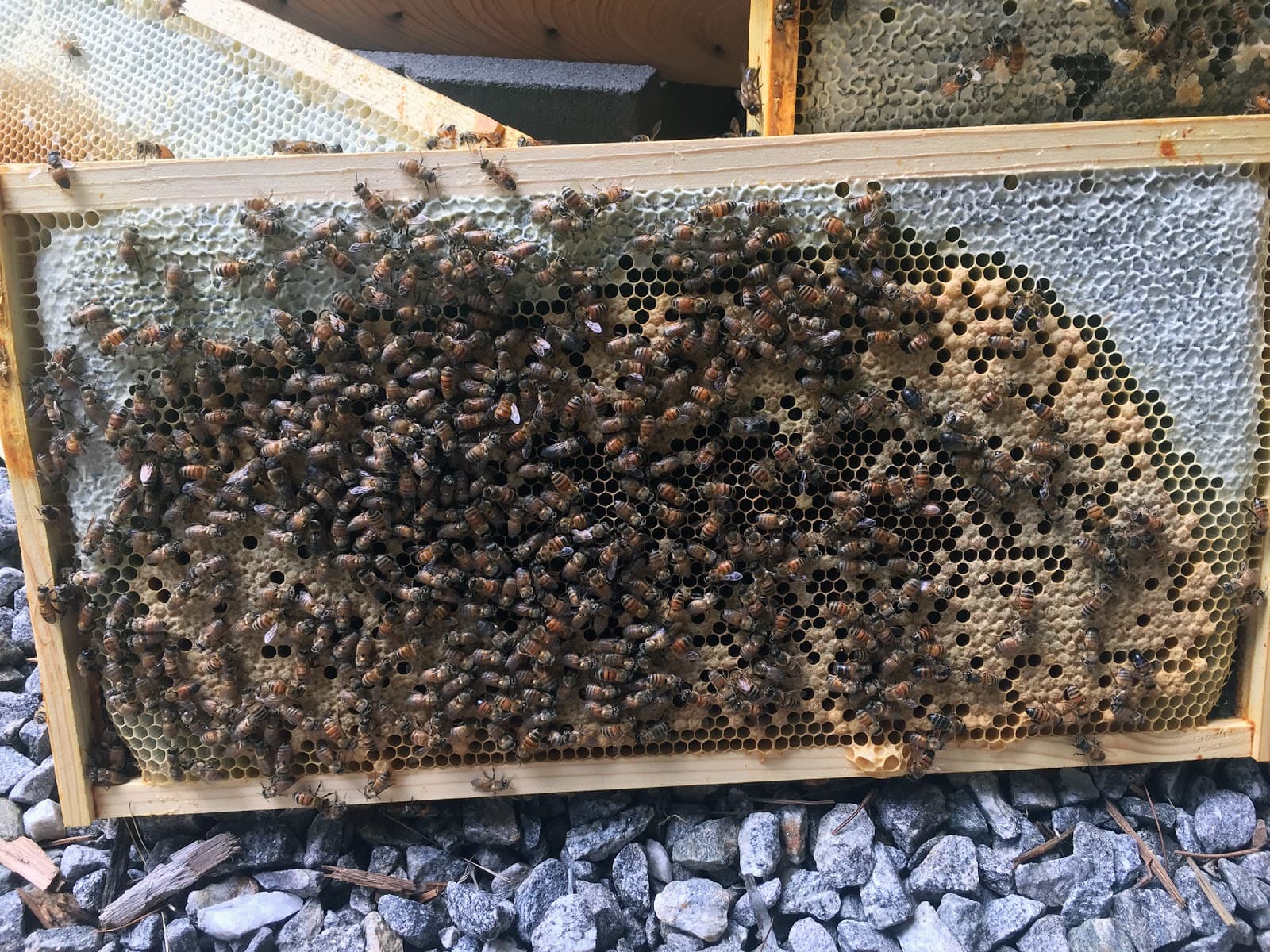 Beorn's Apiary - Image 1