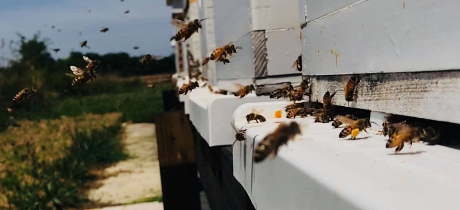 Bohemia Apiary - Image 1
