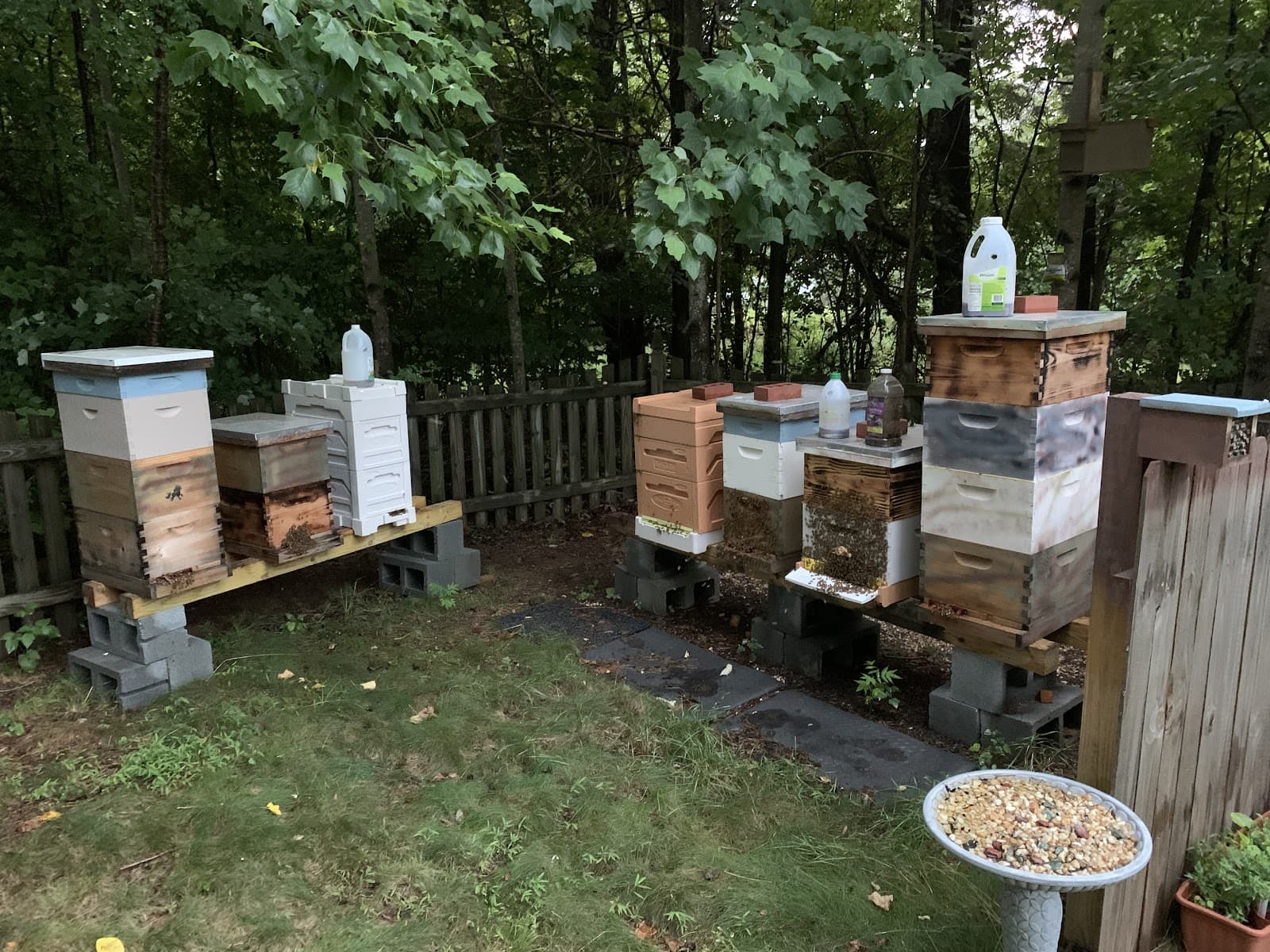 BubbaBee's Apiary