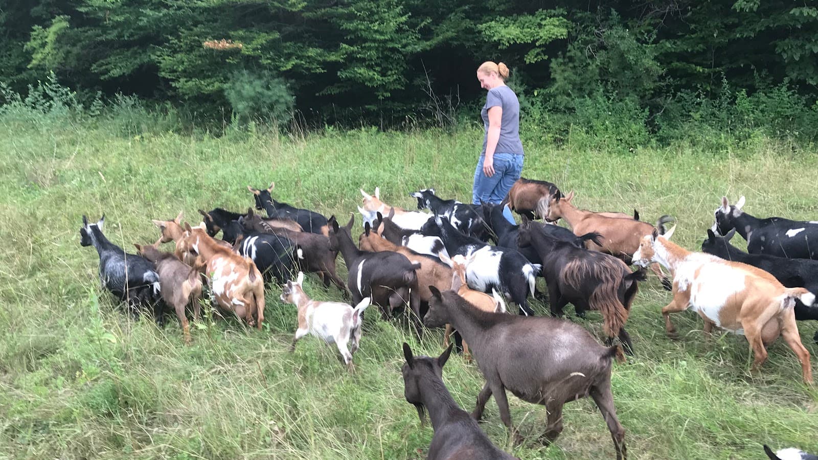 BusyB Goat Farm & Apiary