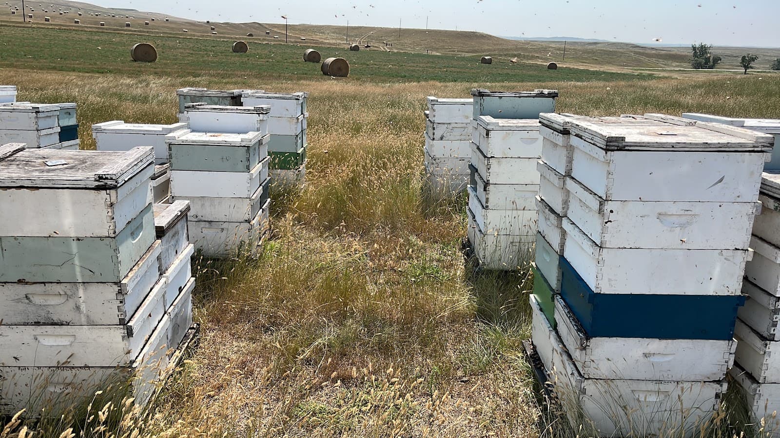 Carrillo Apiaries Inc - Image 1