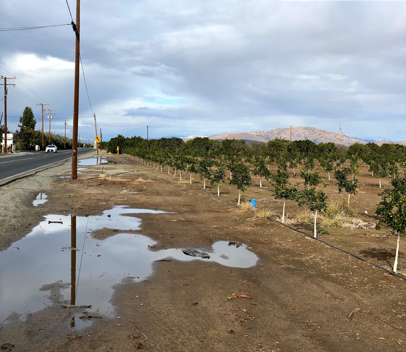 Cary's Honey Farm Inc