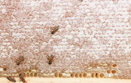 Dandelion Springs Apiary