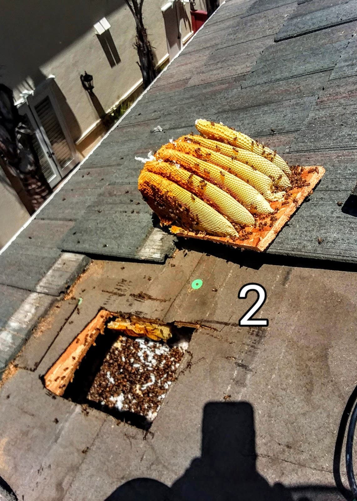 American apiary - Image 1