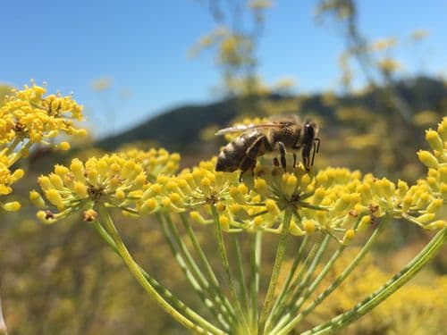 Anythingbees - Image 1