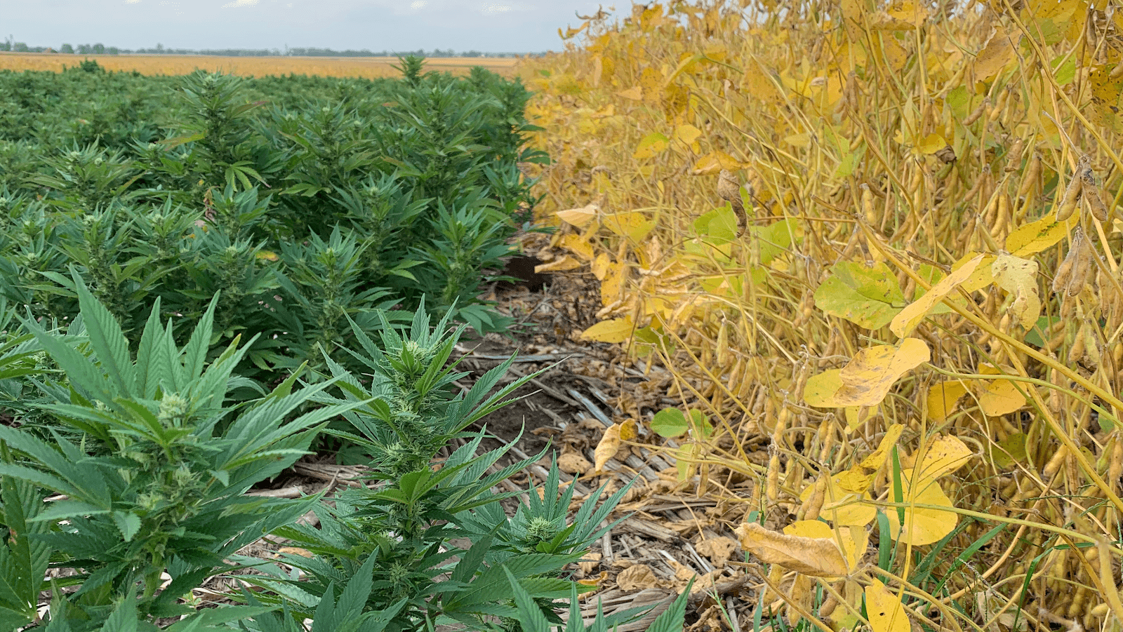 Apiary Acres - Image 1