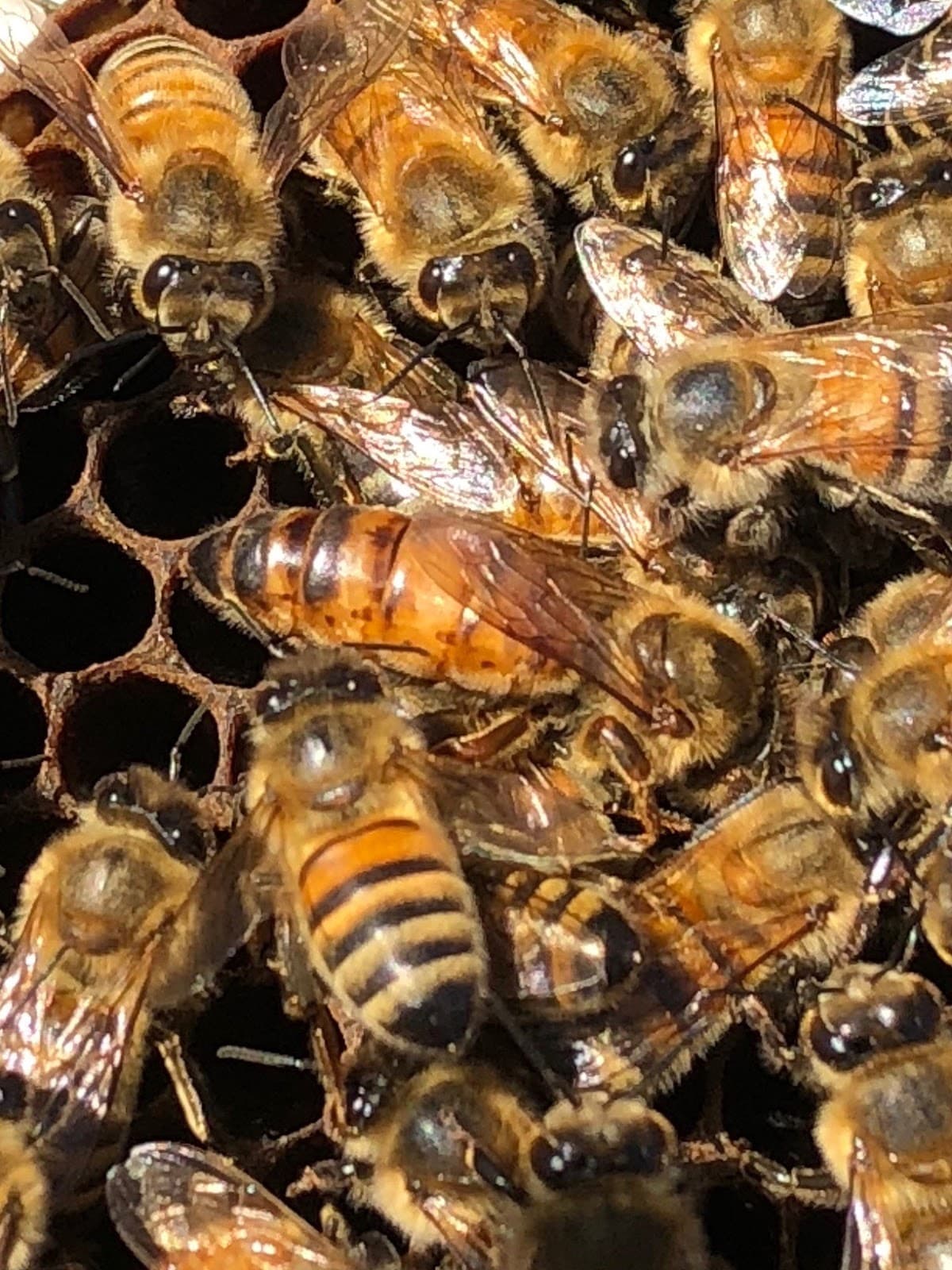 Diggin' Livin' Farm & Apiaries