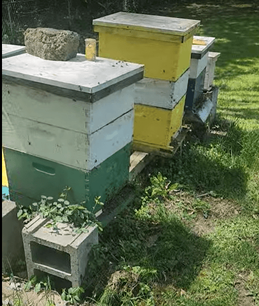 Effing Bees Apiary - Image 1
