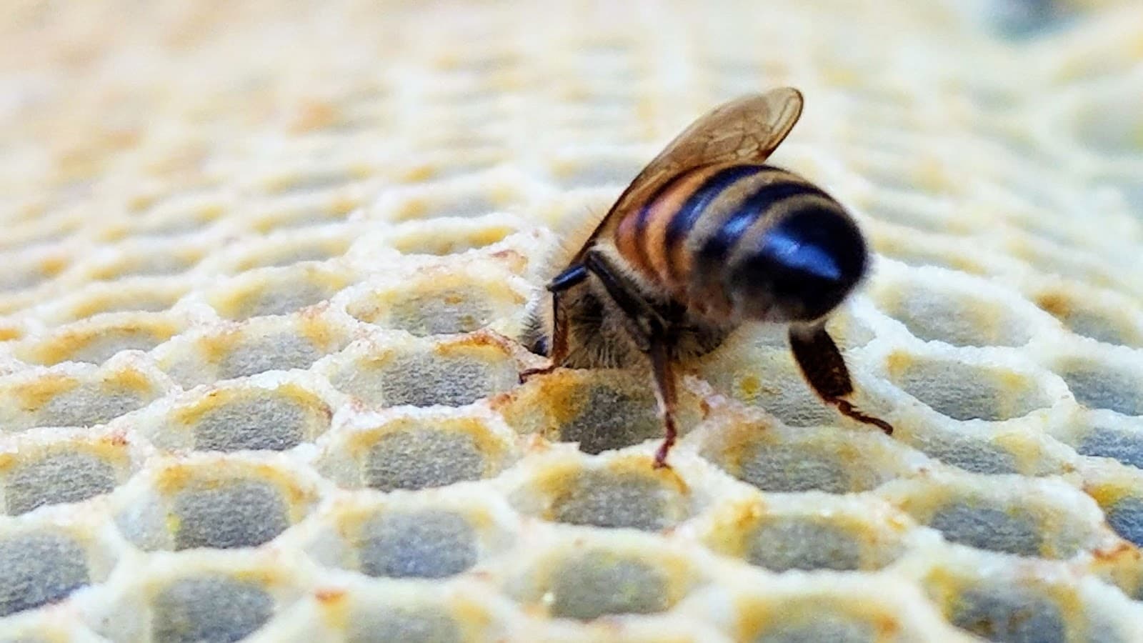 Foxhound Bee Company