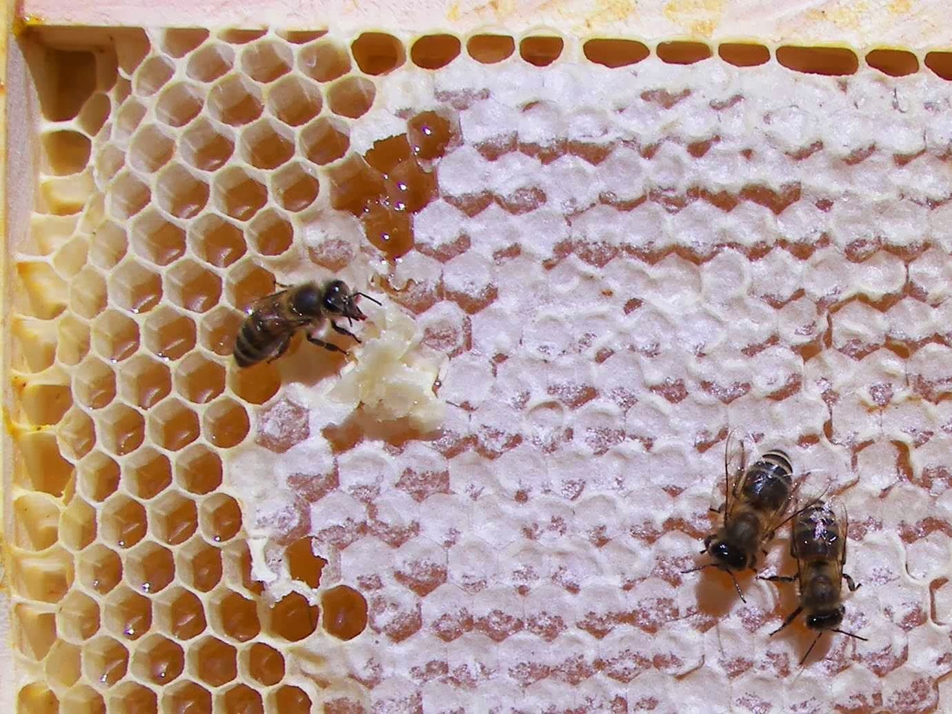 Green Mountain Bee Farm - Image 1