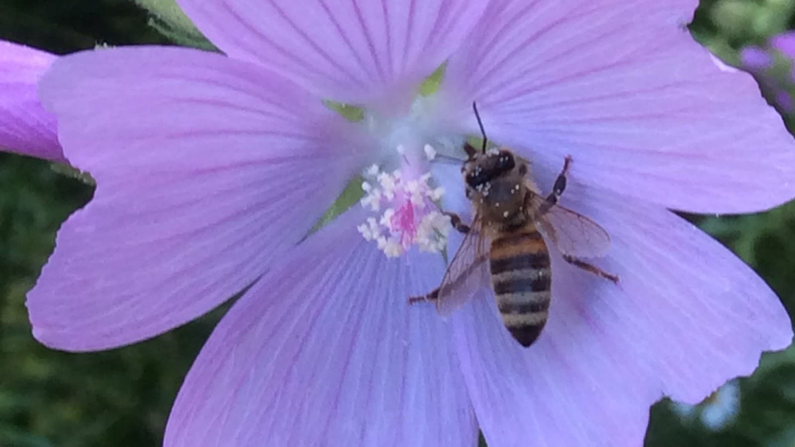 Hansen Honey Farm - Image 1