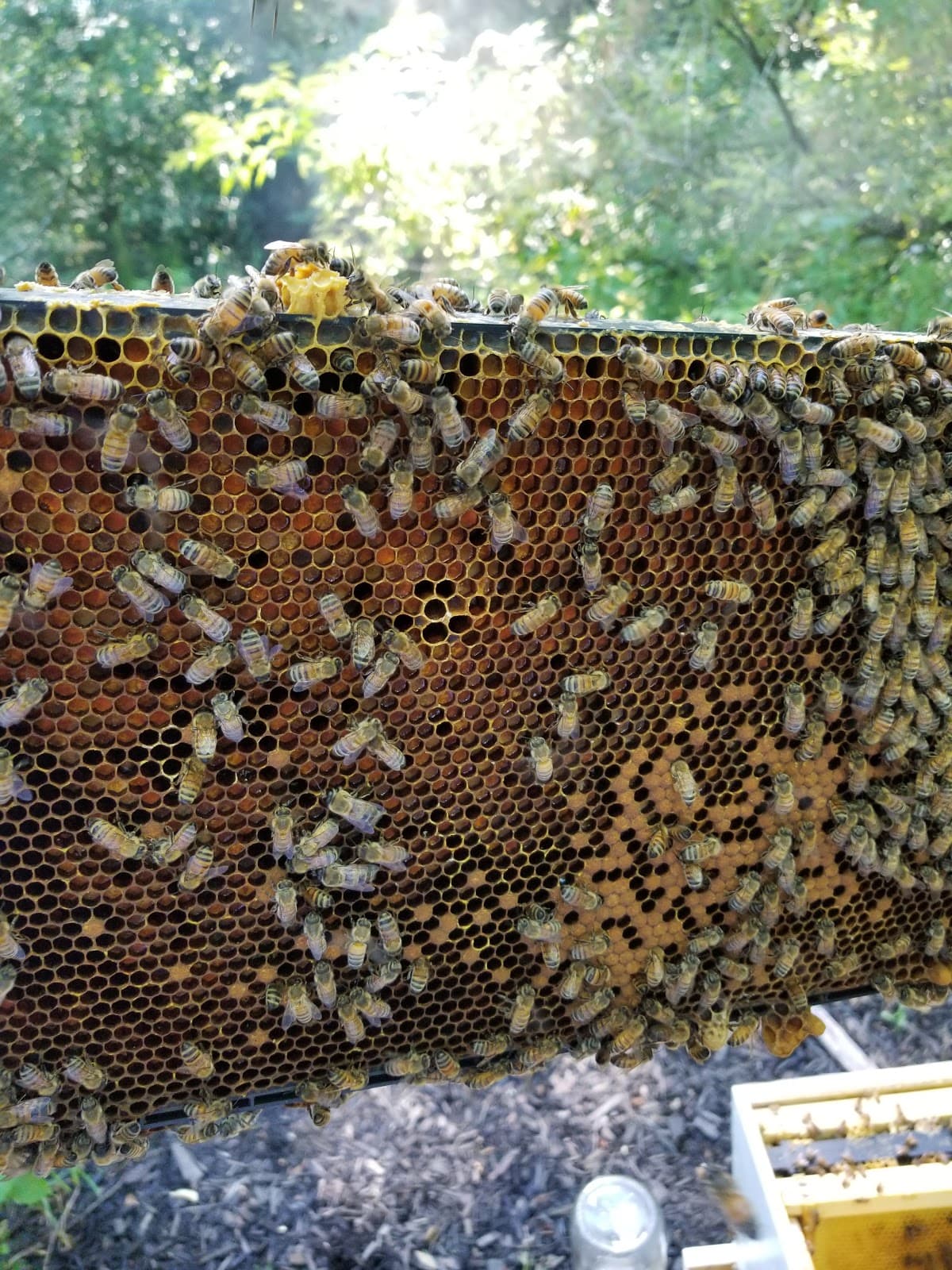 Hillside Hives Bville - Image 1