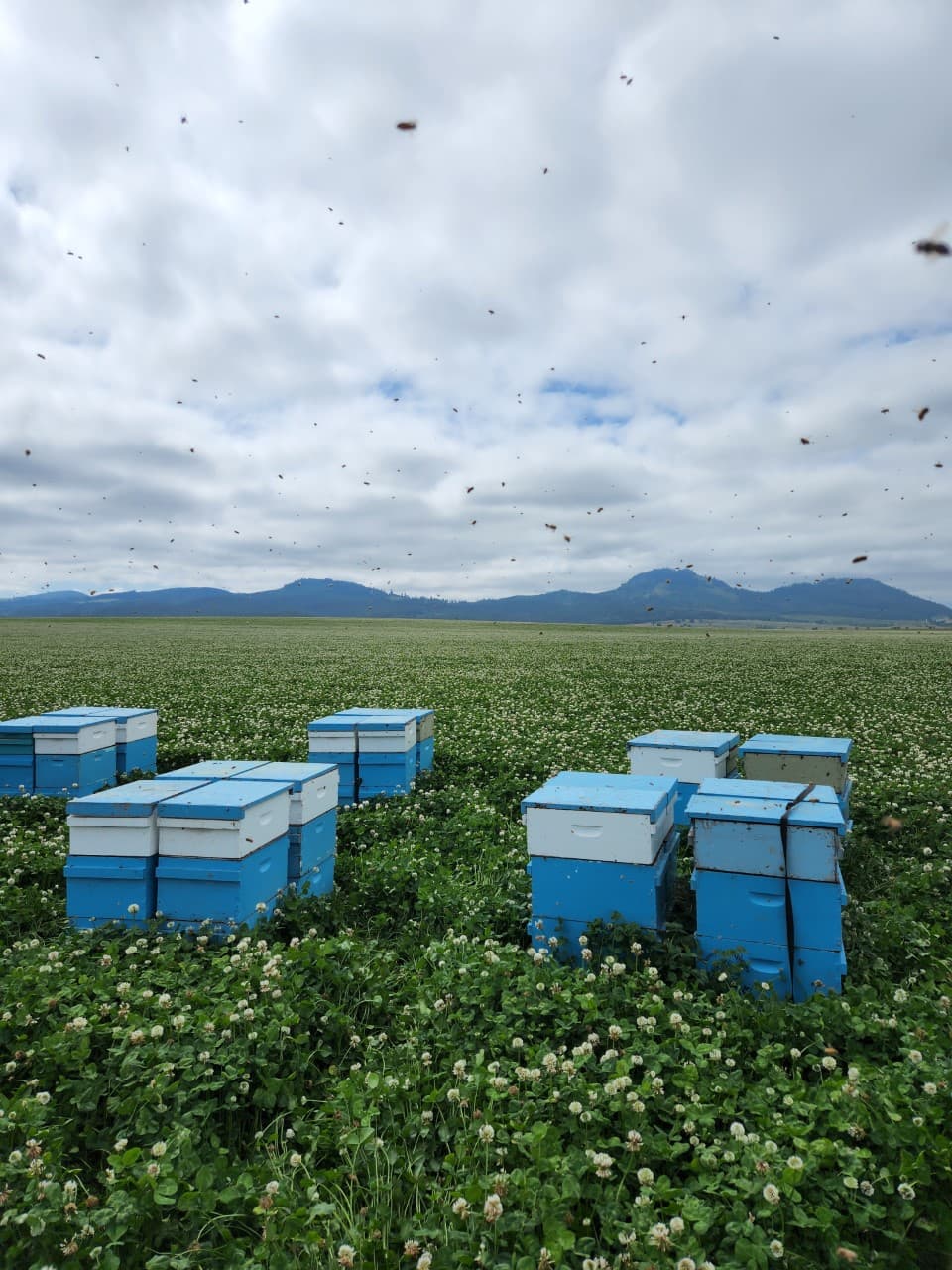 Honey Tree Apiaries - Image 1