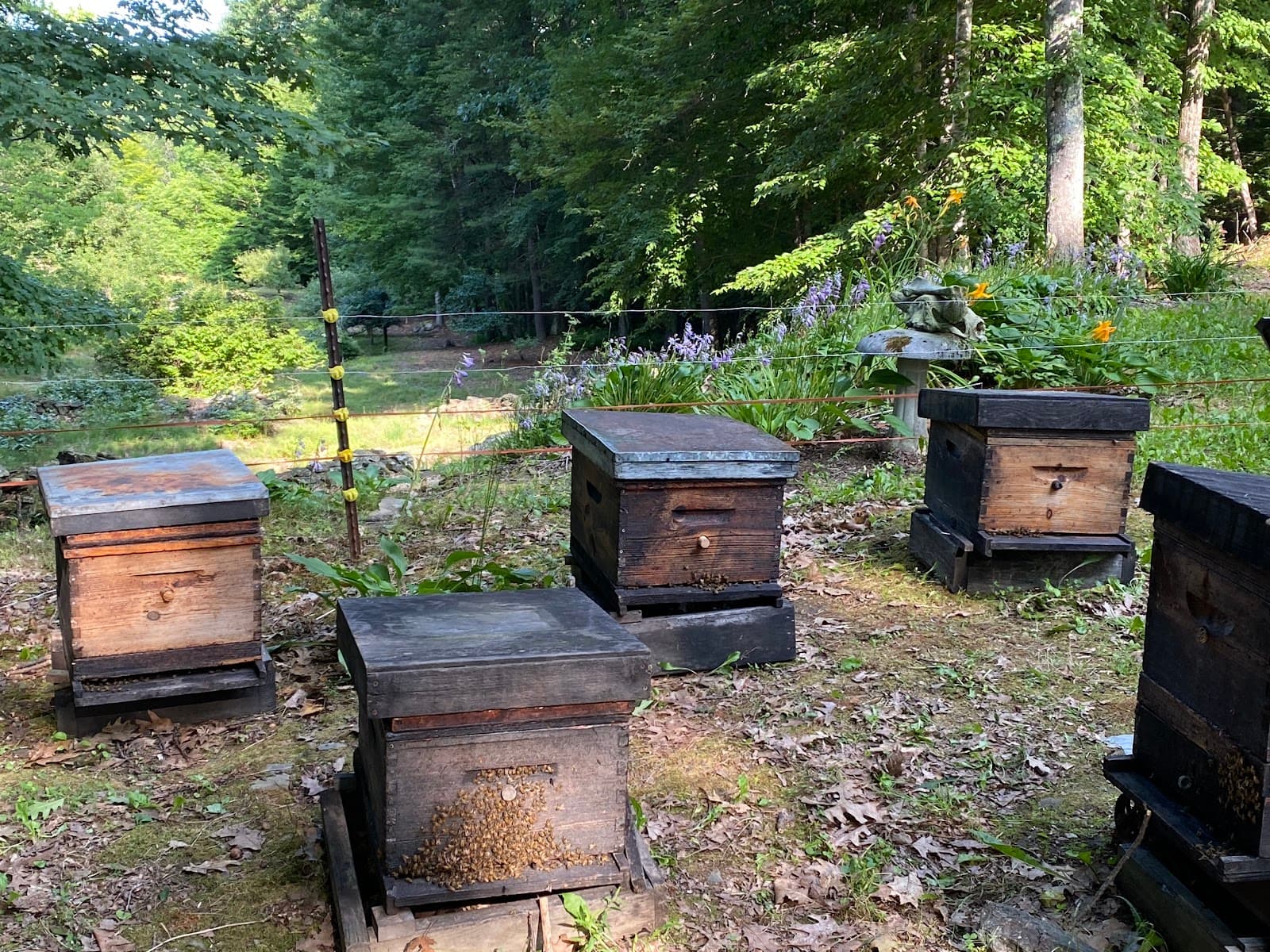 Linden Apiaries