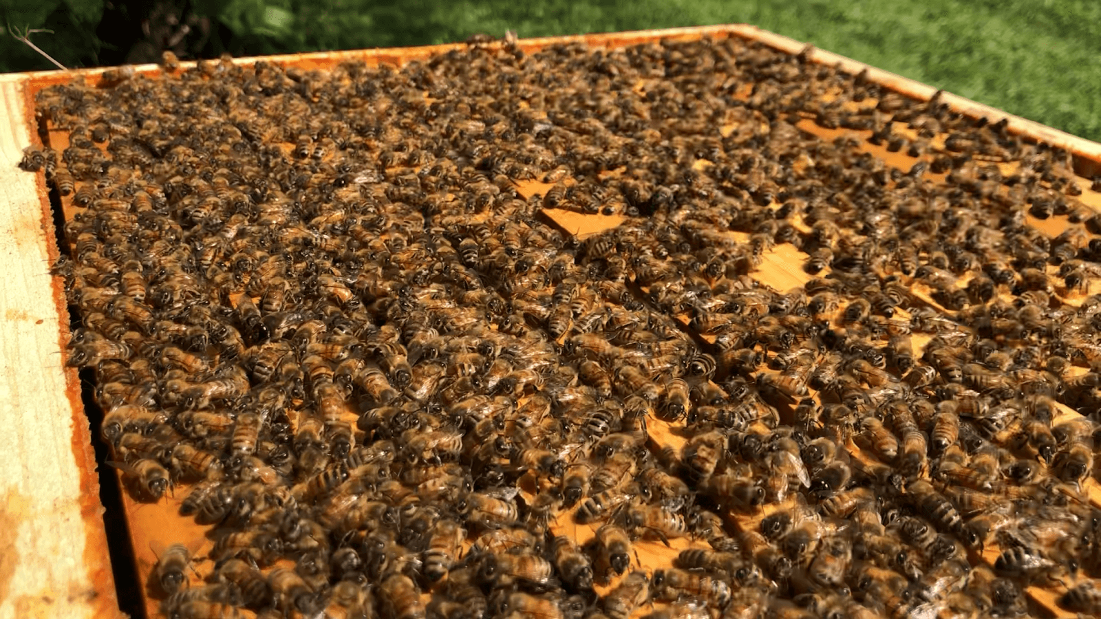 Little Larue Apiary LLc