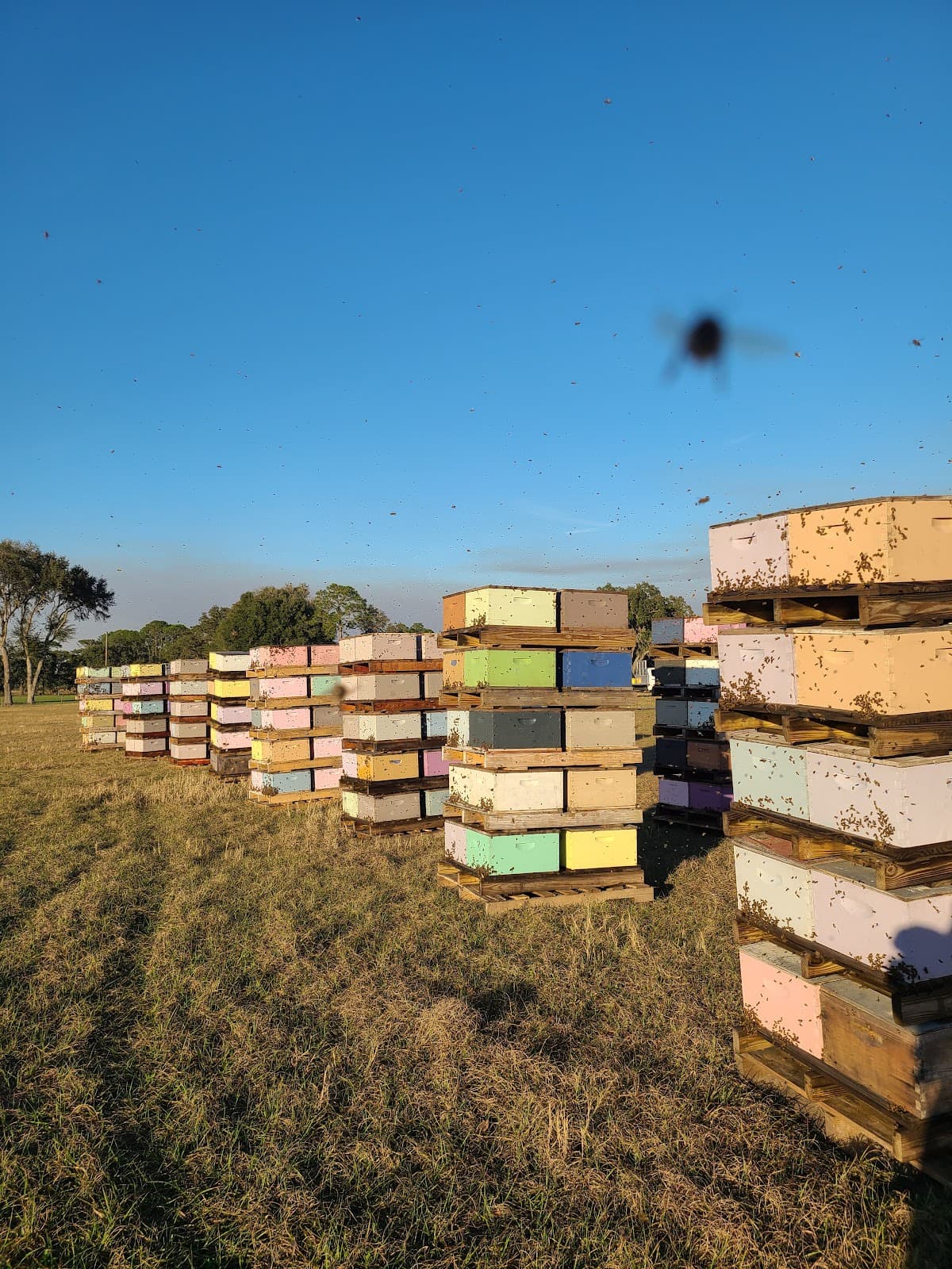 Midsummer Apiary LLC - Image 1