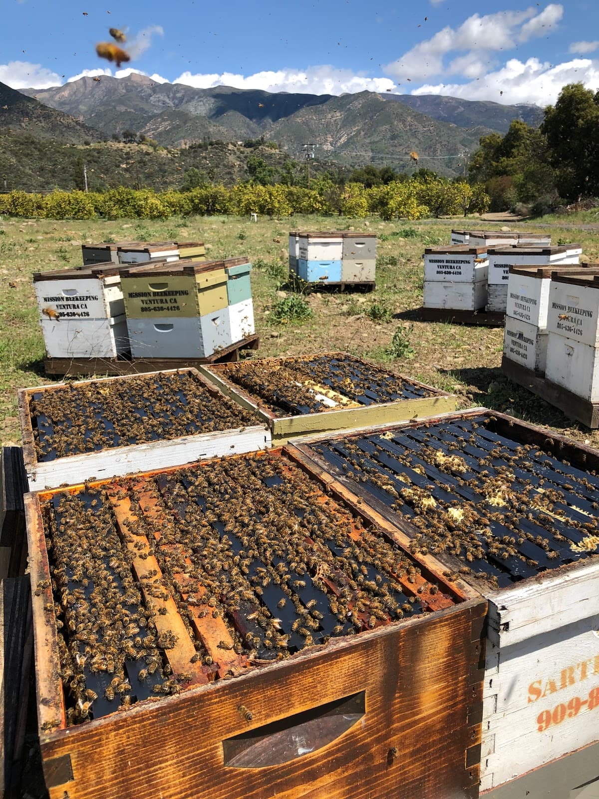 Mission Beekeeping
