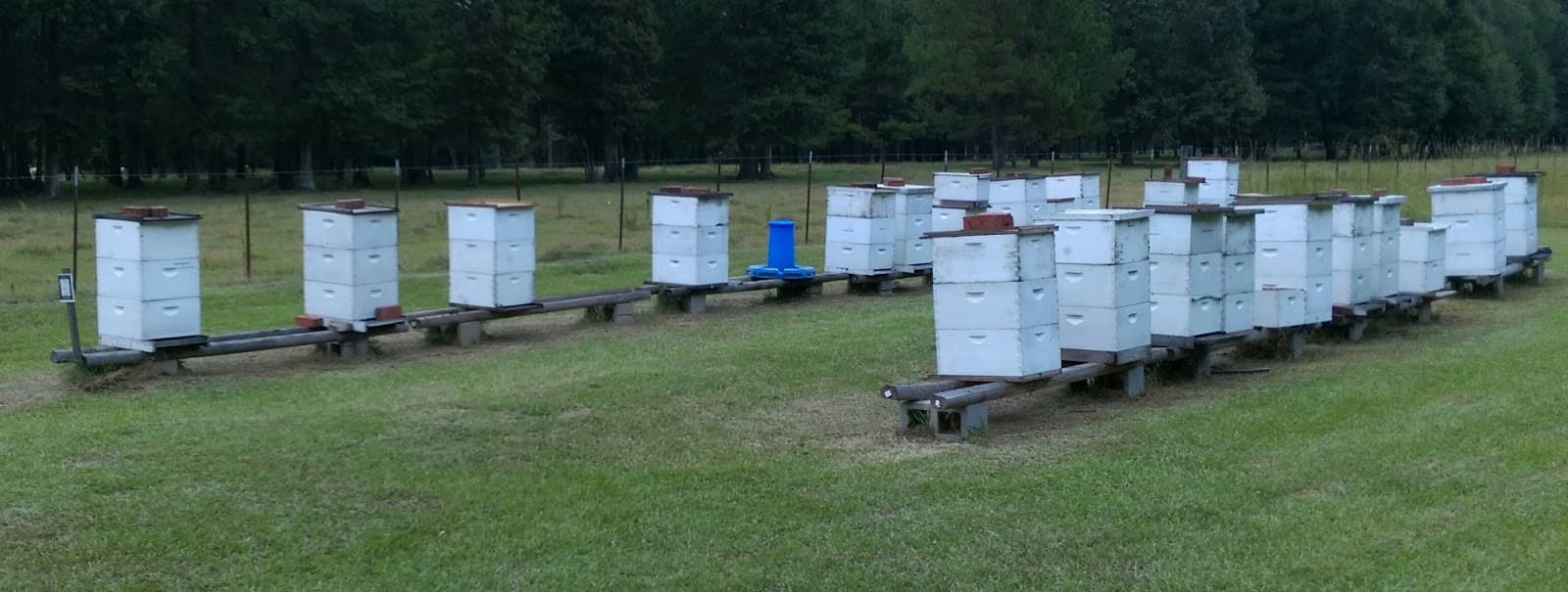 O'Neill's Apiary