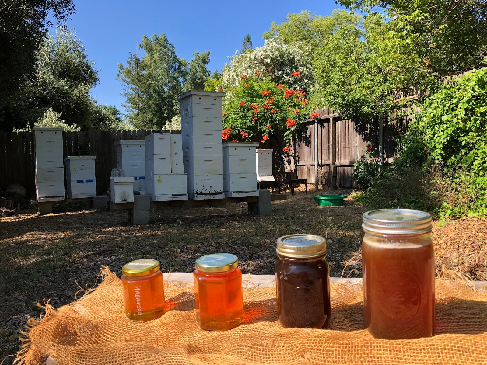 O'Connell Family Apiary - Image 1