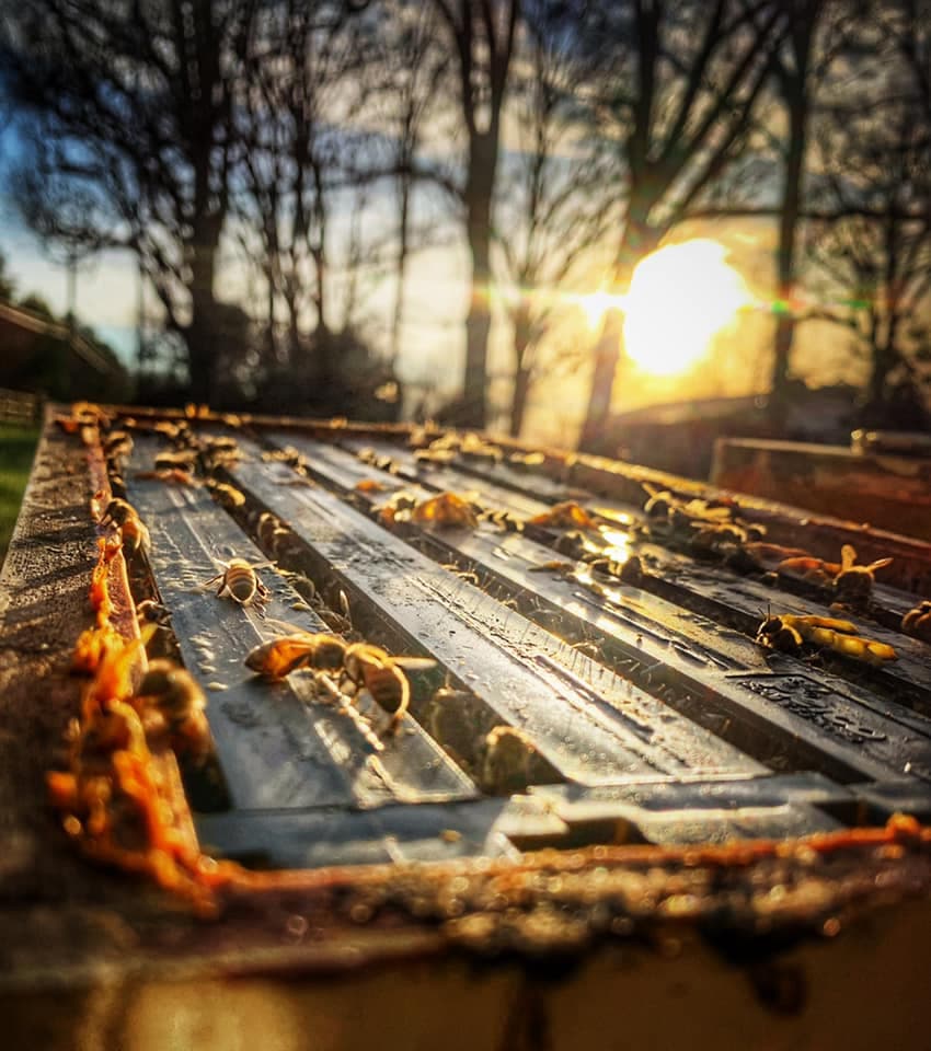 Pollen Peddlers Apiary. LLC - Image 1