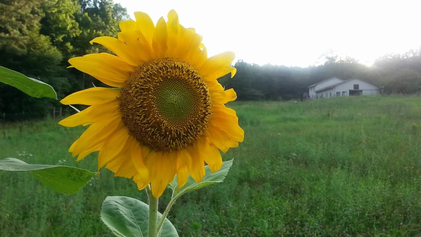Rock Creek Farm & Honey - Image 1