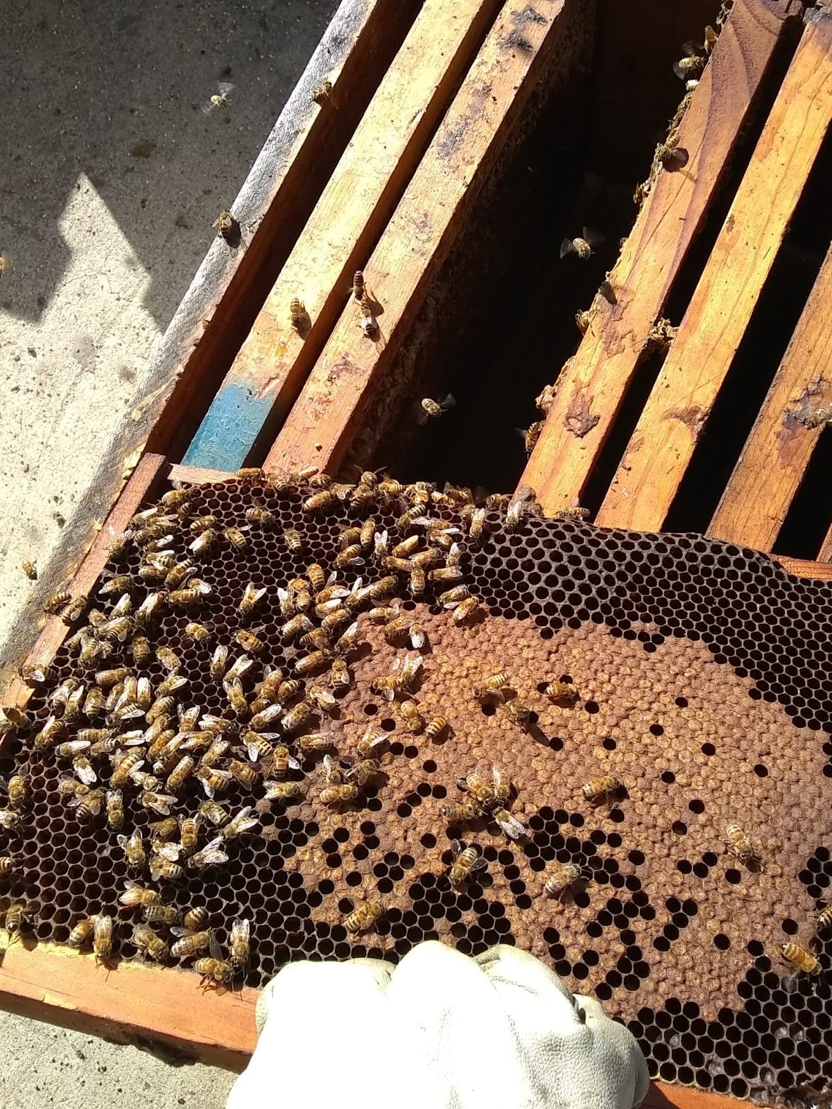 San Luis Rey Apiaries - Image 1
