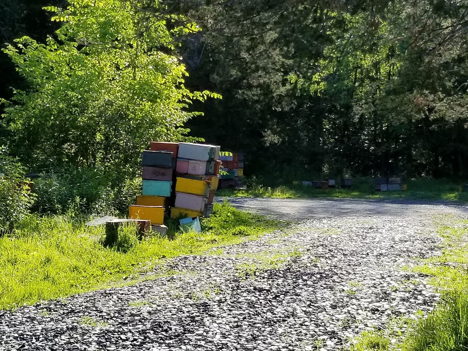 Singing Cedars Apiaries - Image 1