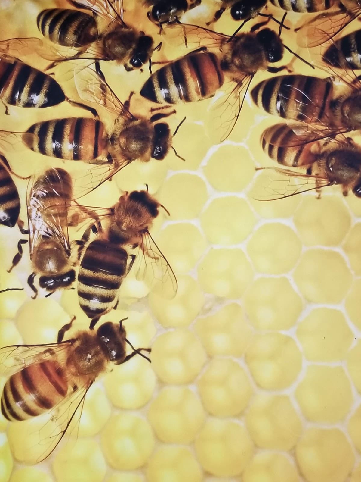 Sleeping Bear Farms - Image 1