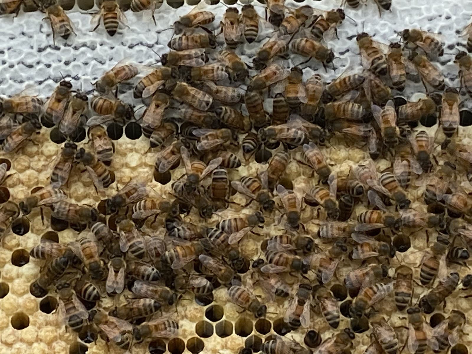 Sparrow Swamp Honey Company - Image 1