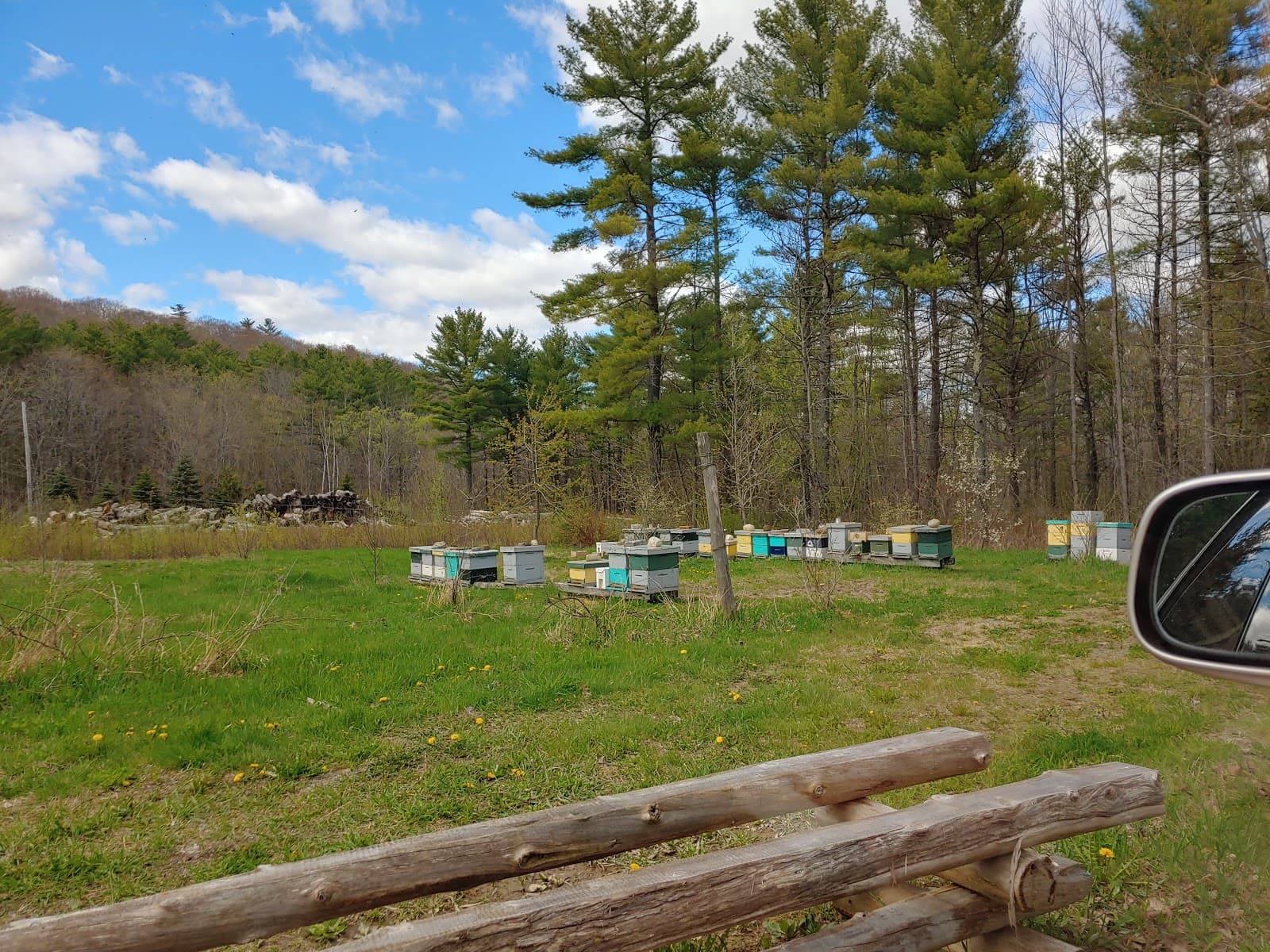 Spicer Bees - Image 1