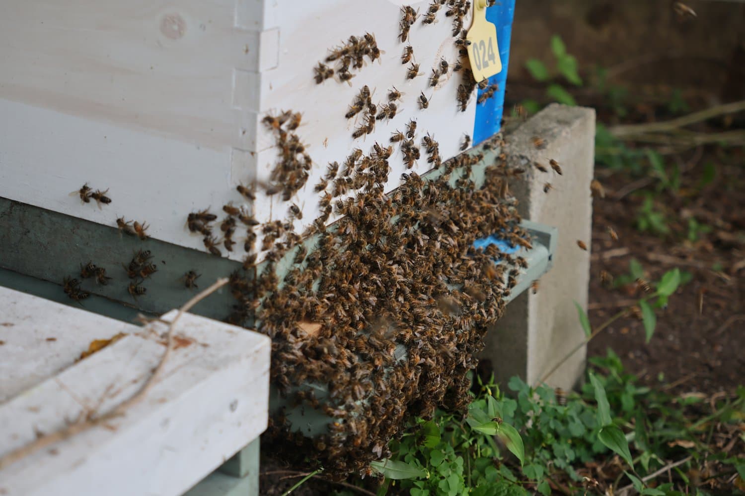Sticky Fingers Apiary - Image 1