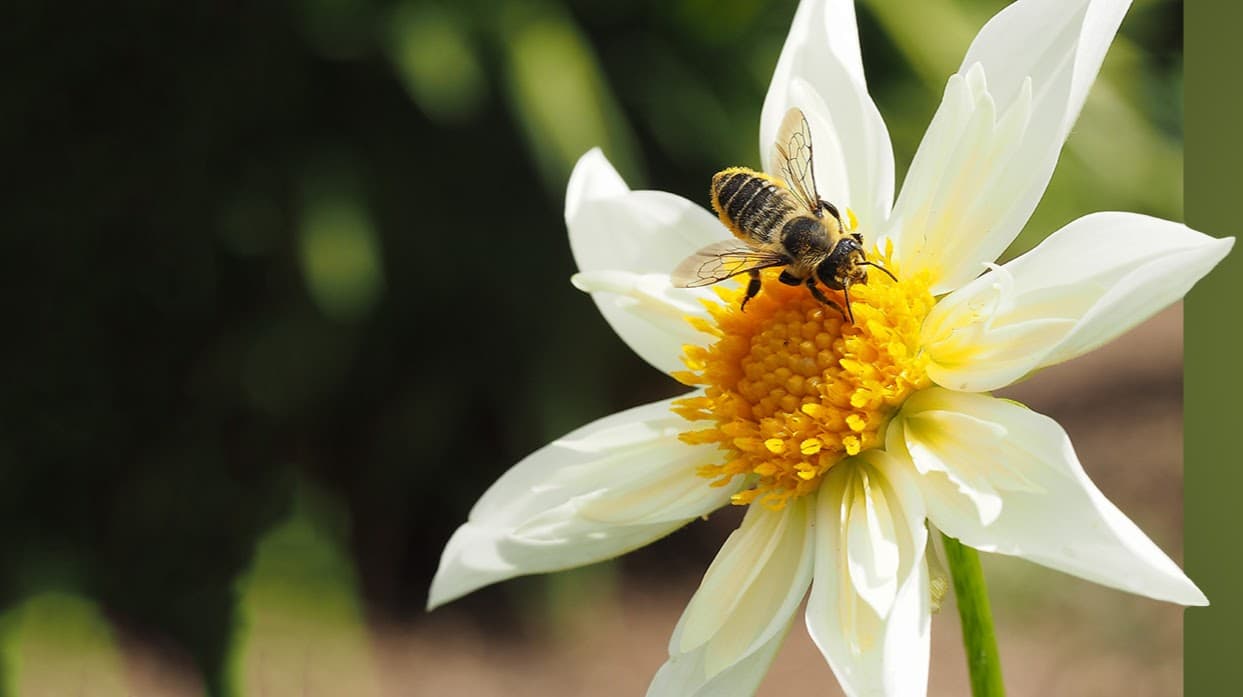 Strachan Apiaries Inc - Image 1
