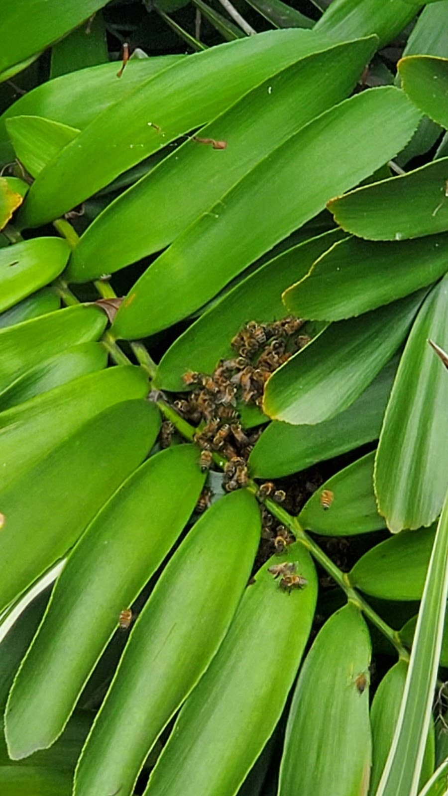 Strive Hive Solutions, LLC