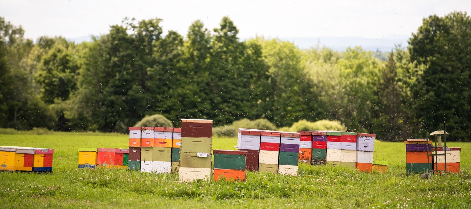 Swan's Honey - Image 1