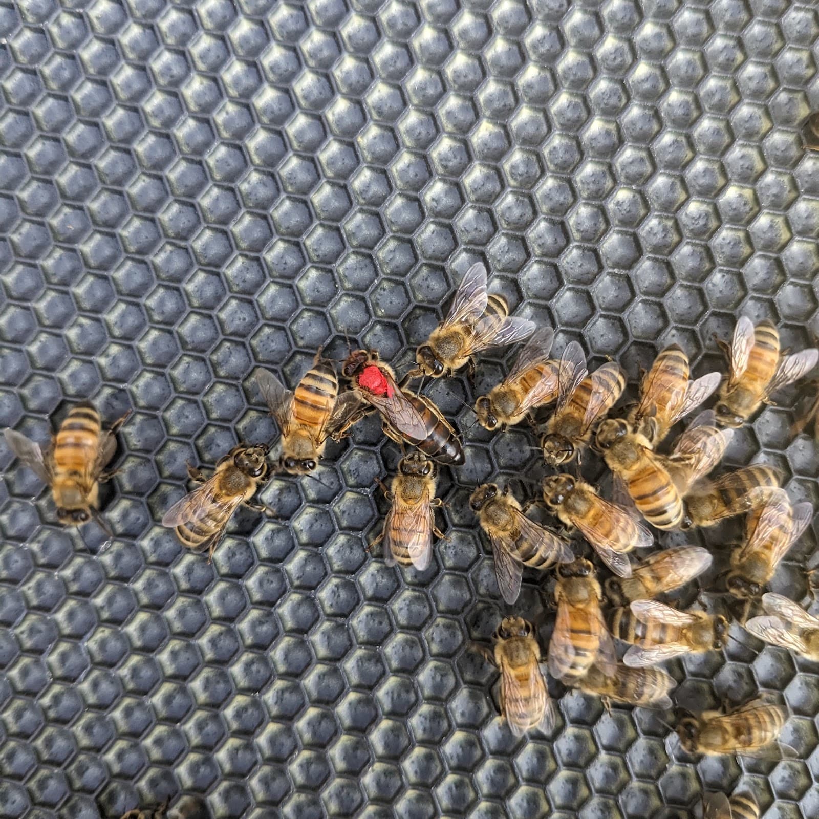 Ashlynn Homestead and Apiary - Image 1