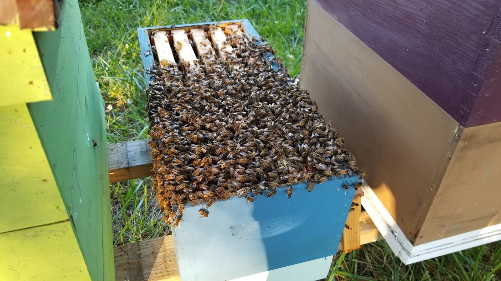 Victory Garden Apiary