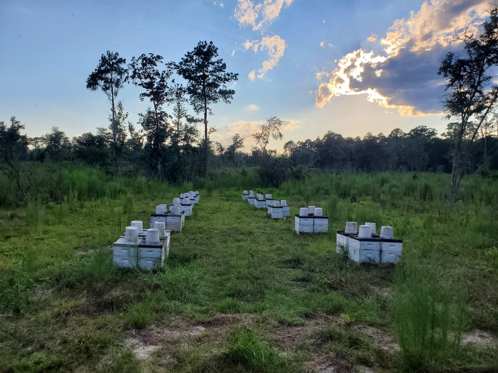 Walk in the Woods Apiary