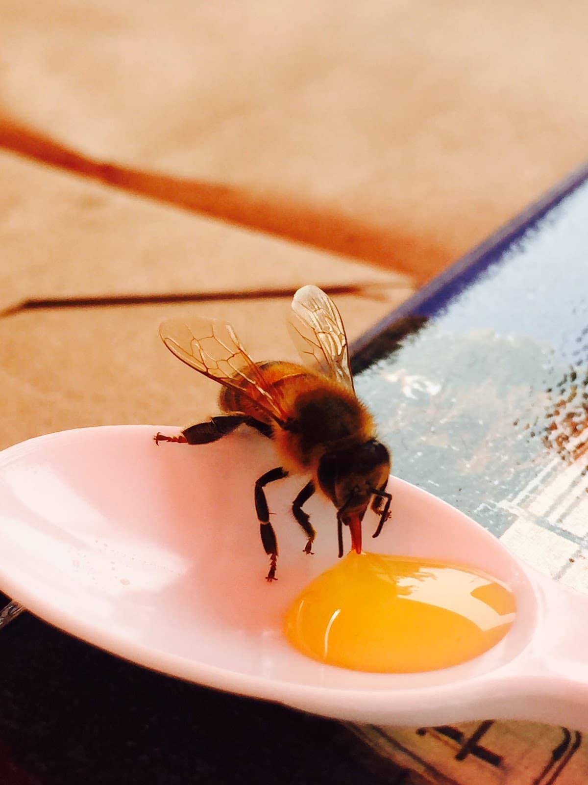 Yazoo Honey & Bee Farm LLC