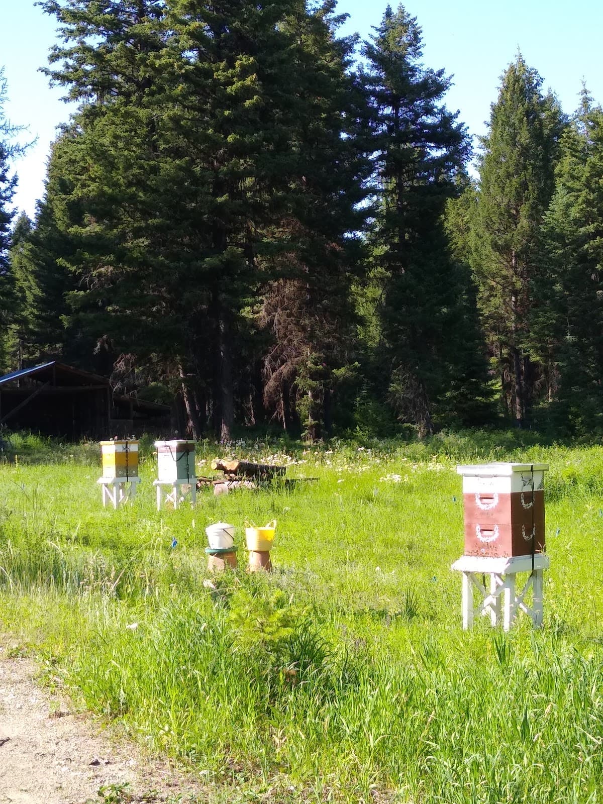 Bear Trap Canyon Apiary