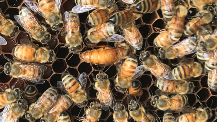 Bee Awesome Apiary - Image 1