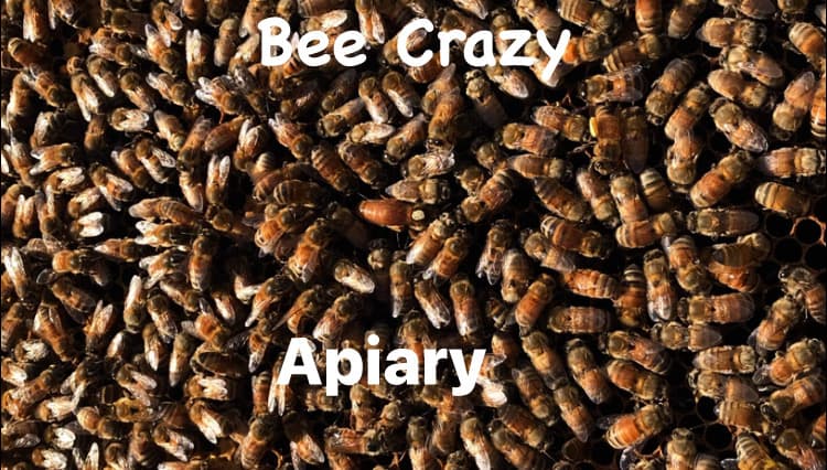 Bee crazy Apiary