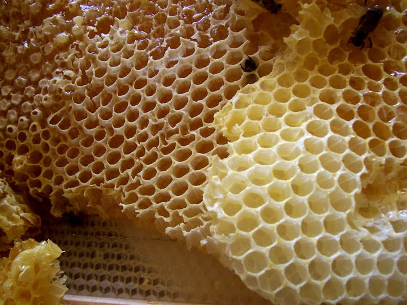 Marks Bees - Image 1