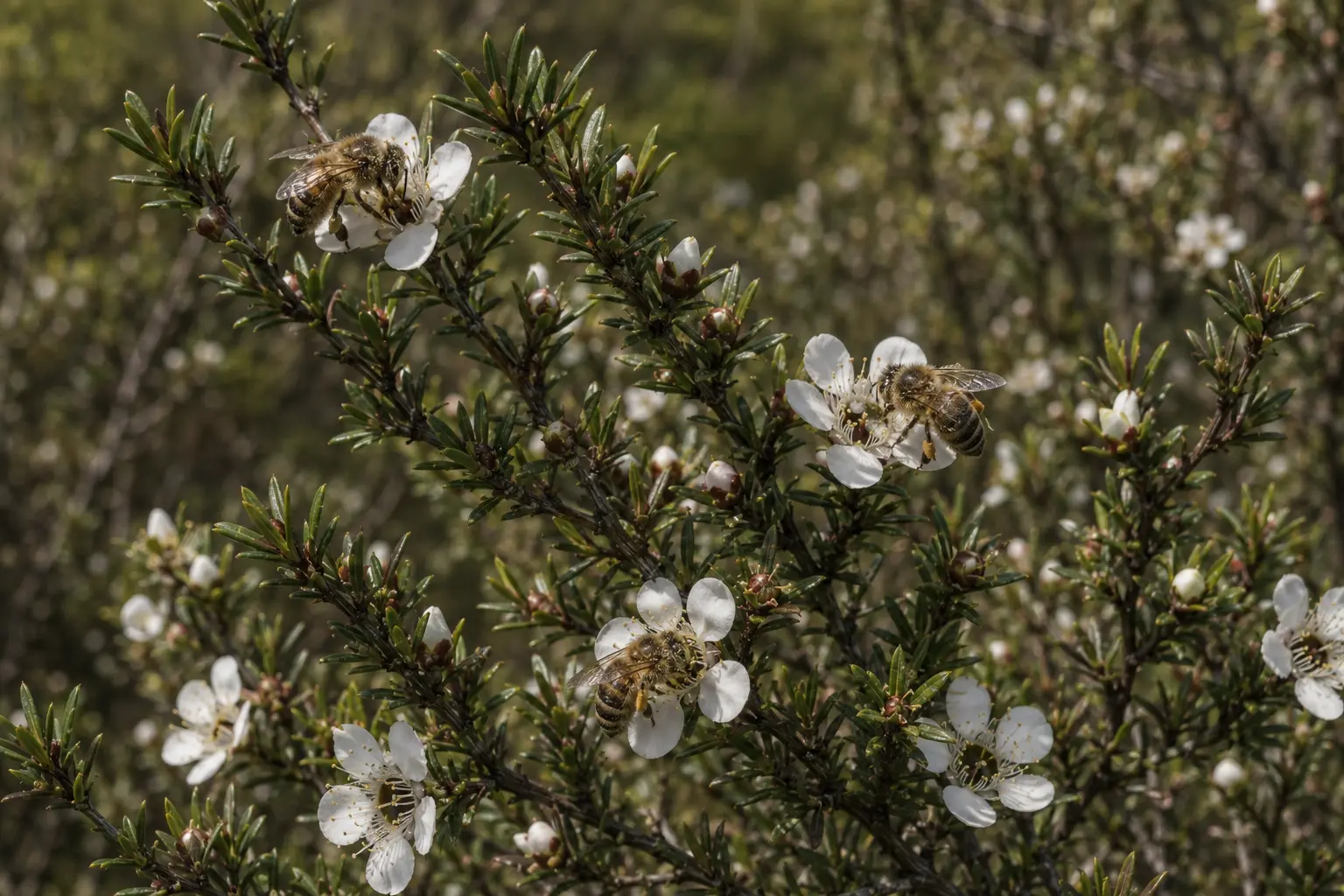 Manuka Honey